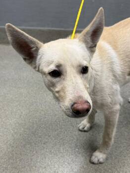 SUNFLOWER -  Labrador Retriever and Mixed Breed Dog for Adoption in Las Vegas, Nevada - SUNFLOWER | PetCurious