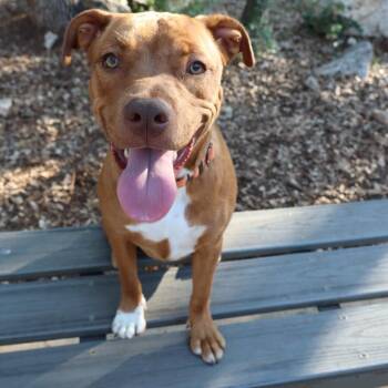 Pit Bull Terrier and American Staffordshire Terrier Dogs Available for Adoption in San Antonio, Texas - Bubbles | PetCurious