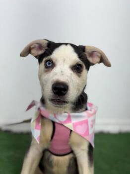 Queso-One of our Amazing Rescue Dogs -  Husky and Bernese Mountain Dog Dog for Adoption in Carlsbad, California - Queso-One Of Our Amazing Rescue Dogs | PetCurious