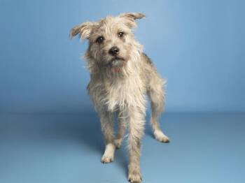 Cairn Terrier and Mixed Breed Dogs Available for Adoption in Phoenix, Arizona - SHAGGY | PetCurious