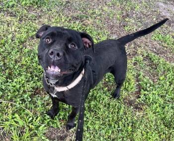 MIDNIGHT -  Mixed Breed Dog for Adoption in Jacksonville, Florida - MIDNIGHT | PetCurious