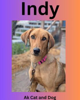 Indy -  Labrador Retriever Dog for Adoption in Wasilla, Alaska - Indy | PetCurious