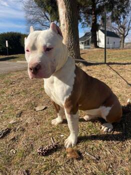 Fred -  Pit Bull Terrier Dog for Adoption in Springfield, Illinois - Fred | PetCurious