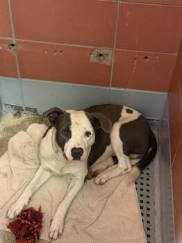 MATTY -  Staffordshire Bull Terrier and Mixed Breed Dog for Adoption in Houston, Texas - MATTY | PetCurious