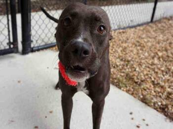 CYNTHIA -  Mixed Breed Dog for Adoption in Jacksonville, Florida - CYNTHIA | PetCurious