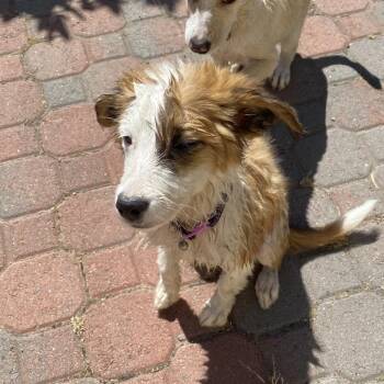 Terrier and Cattle Dog Dogs Available for Adoption - Tootsie | PetCurious