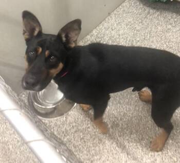 Rescue Shepherd Dogs for Adoption in Parma, Ohio - Dallas | PetCurious