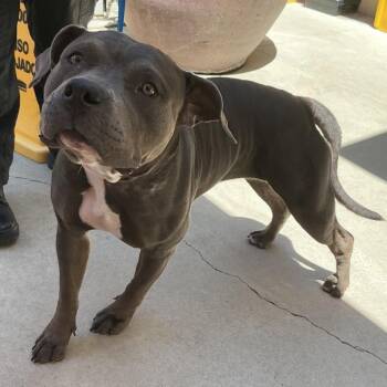 IVHS-A-141719 -  Pit Bull Terrier Dog for Adoption in San Gabriel, California - IVHS-A-141719 | PetCurious
