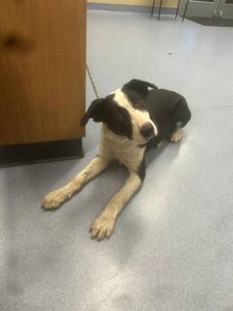 Border Collie Dogs Available for Adoption - MAGNOLIA | PetCurious