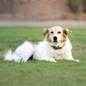 Chico -  Saluki Dog for Adoption in New York, New York - Chico | PetCurious