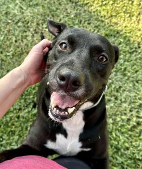 American Staffordshire Terrier Dogs Available for Adoption in Mooresville, North Carolina - Akira | PetCurious