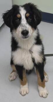 Crodie -  Bernese Mountain Dog and Mixed Breed Dog for Adoption in Savannah, Georgia - Crodie | PetCurious