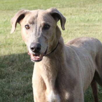 Pickles -  Greyhound Dog for Adoption in Goshen, Indiana - Pickles | PetCurious