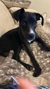 Robin -  Pit Bull Terrier and Labrador Retriever Dog for Adoption in Arlee, Montana - Robin | PetCurious