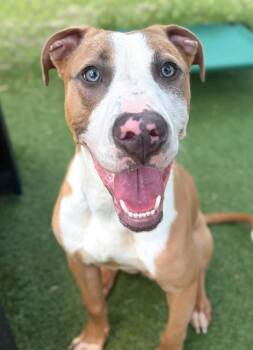 DUDE -  Mixed Breed Dog for Adoption in Columbia, South Carolina - DUDE | PetCurious