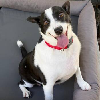 Hunter -  Chihuahua and Mixed Breed Dog for Adoption in Keaau, Hawaii - Hunter | PetCurious