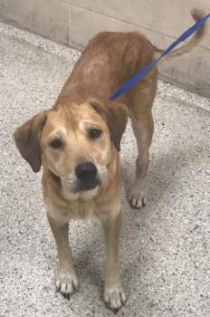 JAZZ -  Labrador Retriever and Mixed Breed Dog for Adoption in Conroe, Texas - JAZZ | PetCurious