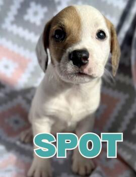 Spot -  Mixed Breed Dog for Adoption in Shalimar, Florida - Spot | PetCurious