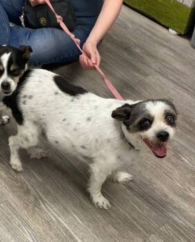Rescue Rat Terrier and Shih Tzu Dogs for Adoption in Minneapolis, Minnesota - Harry / Stewie | PetCurious
