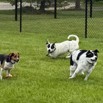 Beagle Dogs Available for Adoption in Wheeling, Illinois - Pepsi | PetCurious