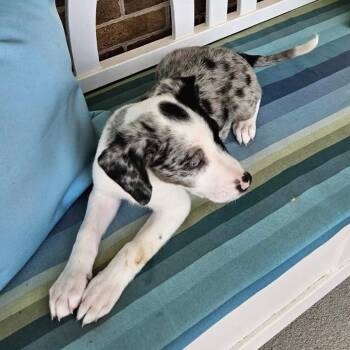 Piston -  Mixed Breed Dog for Adoption in Fredericksburg, Virginia - Piston | PetCurious