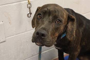 Rescue Mixed Breed Dogs for Adoption in Columbia, South Carolina - BENTO | PetCurious