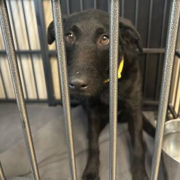 Labrador Retriever Dogs Available for Adoption in Knoxville, Tennessee - Stardust | PetCurious