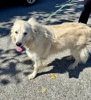 LOLA -  Great Pyrenees Dog for Adoption in Owensboro, Kentucky - LOLA | PetCurious