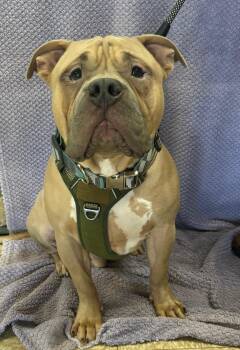 Rescue Bull Terrier and Bullmastiff Dogs for Adoption in Lodi, California - Moose | PetCurious