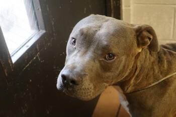 Mixed Breed Dogs Available for Adoption in Columbia, South Carolina - PLANKTON | PetCurious