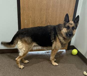 Lucy -  German Shepherd Dog Dog for Adoption in Sault Ste. Marie, Michigan - Lucy | PetCurious