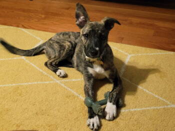 Rescue Mixed Breed Dogs for Adoption in Locust Grove, Georgia - Turtle | PetCurious