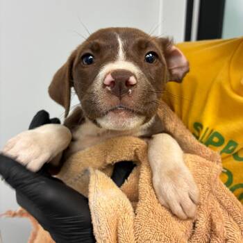 Malina -  Mixed Breed Dog Available for Adoption in Abilene, Texas - Malina | PetCurious