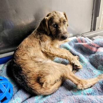 BUFFY -  Border Terrier Dog for Adoption in Camarillo, California - BUFFY | PetCurious