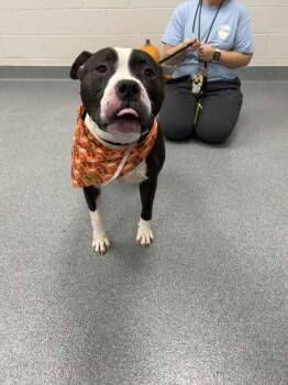 Rescue Pit Bull Terrier Dogs for Adoption in Sevierville, Tennessee - Atticus | PetCurious