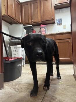 Rescue Mixed Breed Dogs for Adoption in Cincinnati, Ohio - Black Cat | PetCurious