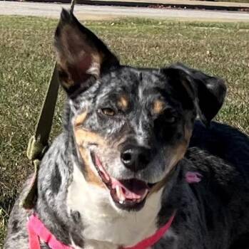 Rescue Australian Cattle Dog Blue Heeler and Australian Shepherd Dogs for Adoption in Paris, Kentucky - Buddy | PetCurious