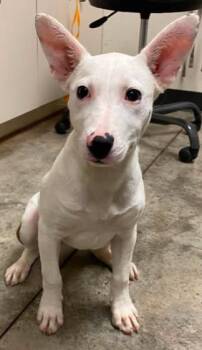 Terrier and Mixed Breed Dogs Available for Adoption in Lampasas, Texas - Snickerdoodle | PetCurious