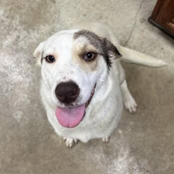 Terrier Dogs Available for Adoption in Tupelo, Mississippi - Serena - 040902U | PetCurious