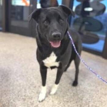Dog 09/18/2026 -  Smooth Collie and Mixed Breed Dog for Adoption in Bullhead City, Arizona - Dog 09/18/2026 | PetCurious