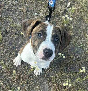 Hound and Pit Bull Terrier Dogs Available for Adoption in Fountain Hill, Pennsylvania - Jolene | PetCurious