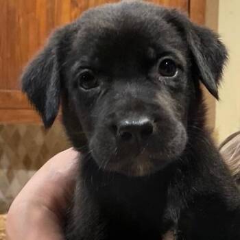 Cinnamon -  Labrador Retriever Dog for Adoption in South Elgin, Illinois - Cinnamon | PetCurious