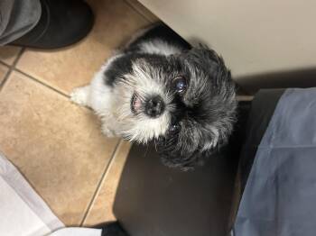 Shih Tzu Dogs Available for Adoption - Coco | PetCurious