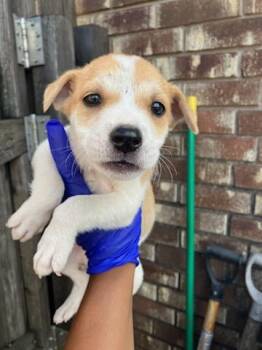 LUNA LOUD -  Mixed Breed Dog for Adoption in Dallas, Texas - LUNA LOUD | PetCurious
