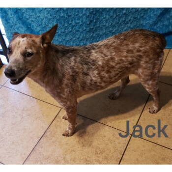 Rescue Australian Cattle Dog Blue Heeler Dogs for Adoption in Mentone, California - Jack | PetCurious