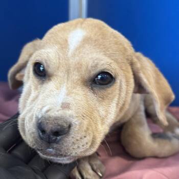 Mixed Breed Dogs Available for Adoption - Bon Bon | PetCurious