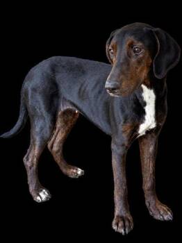 Dixie -  Hound and Mixed Breed Dog for Adoption in Cumberland, Maryland - Dixie | PetCurious