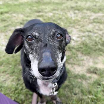 Toby -  Dachshund Dog for Adoption in Exeter, Rhode Island - Toby | PetCurious