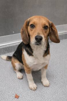 Beagle Dogs Available for Adoption - Hunter Yrly 120 | PetCurious
