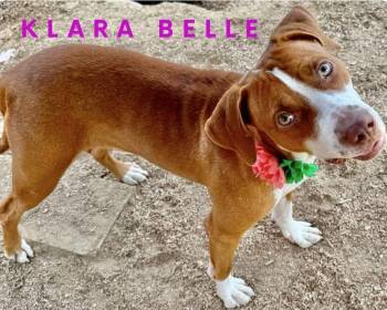 Rescue Labrador Retriever Dogs for Adoption in Manchester, Connecticut - Klara Belle | PetCurious